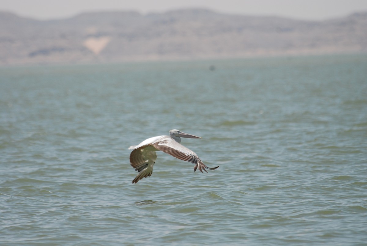 Pink-backed Pelican - ML106607891