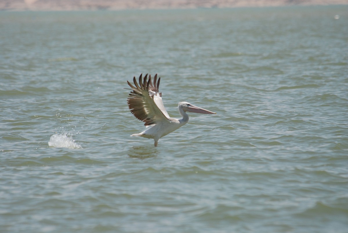 Pink-backed Pelican - ML106607901