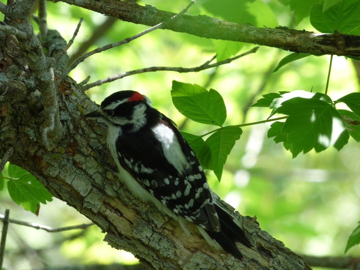 Downy Woodpecker - Bill Crins