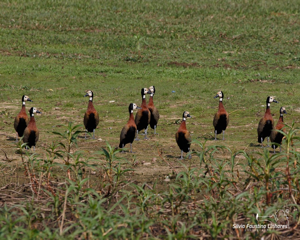 White-faced Whistling-Duck - Silvia Faustino Linhares