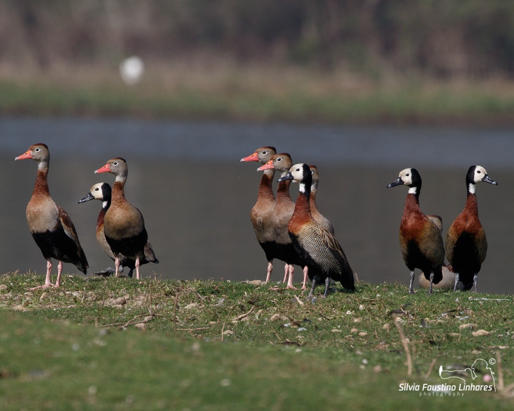 Black-bellied Whistling-Duck - Silvia Faustino Linhares