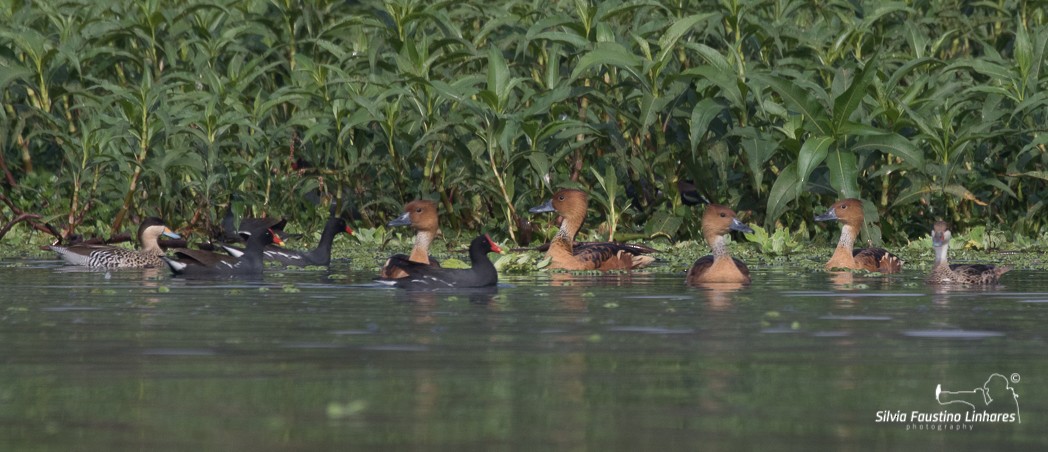Fulvous Whistling-Duck - ML106609881