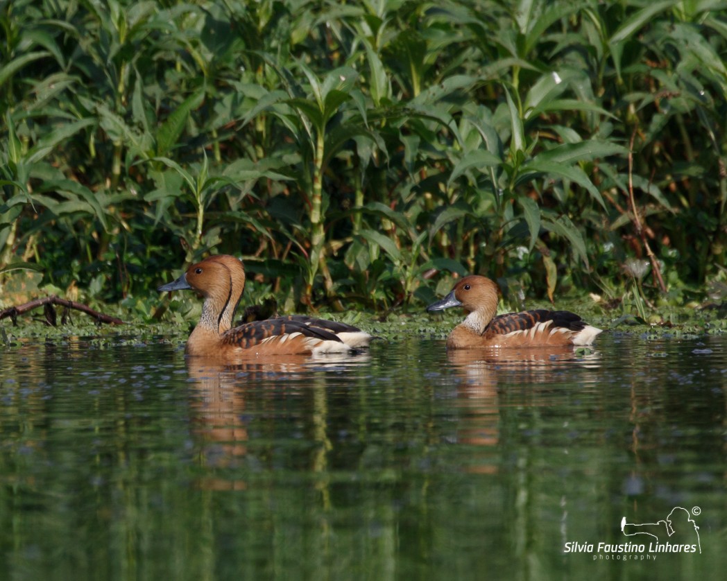Fulvous Whistling-Duck - ML106609891