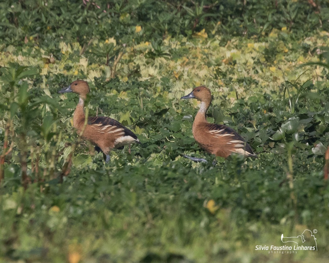 Fulvous Whistling-Duck - ML106609901
