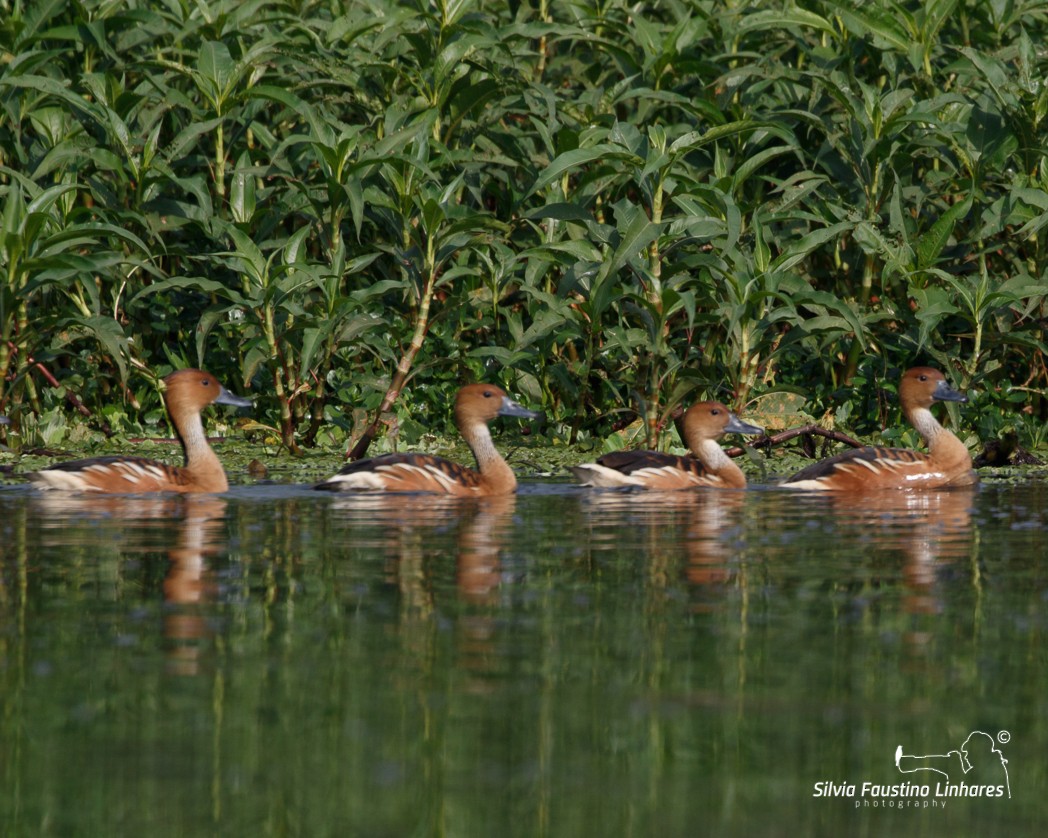 Fulvous Whistling-Duck - Silvia Faustino Linhares