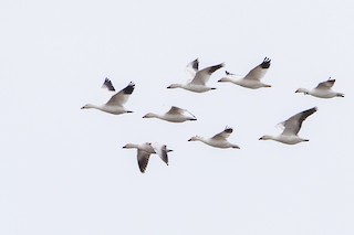 Snow Goose, ML106611561
