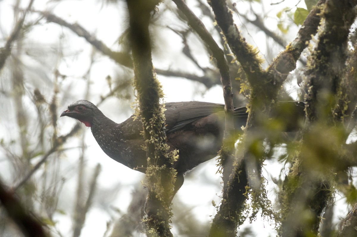 Red-faced Guan - Giselle Mangini