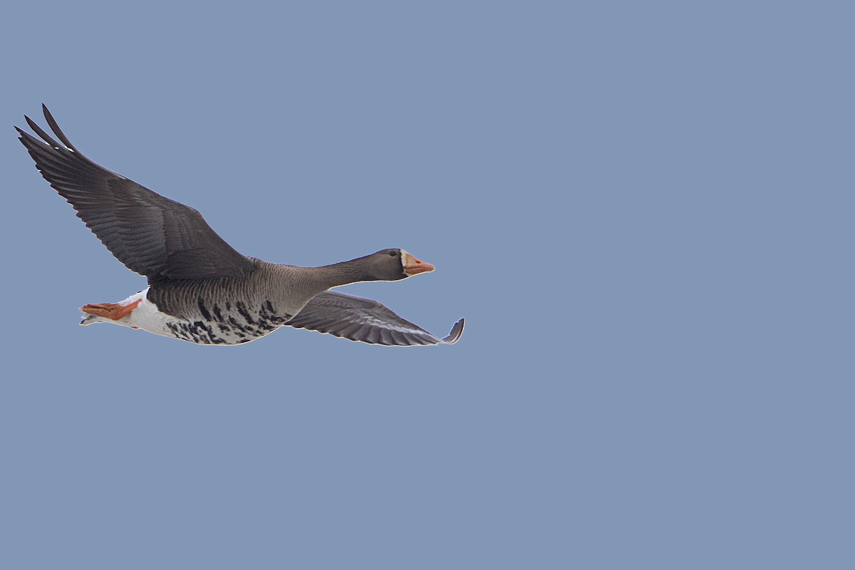Greater White-fronted Goose - ML106611621