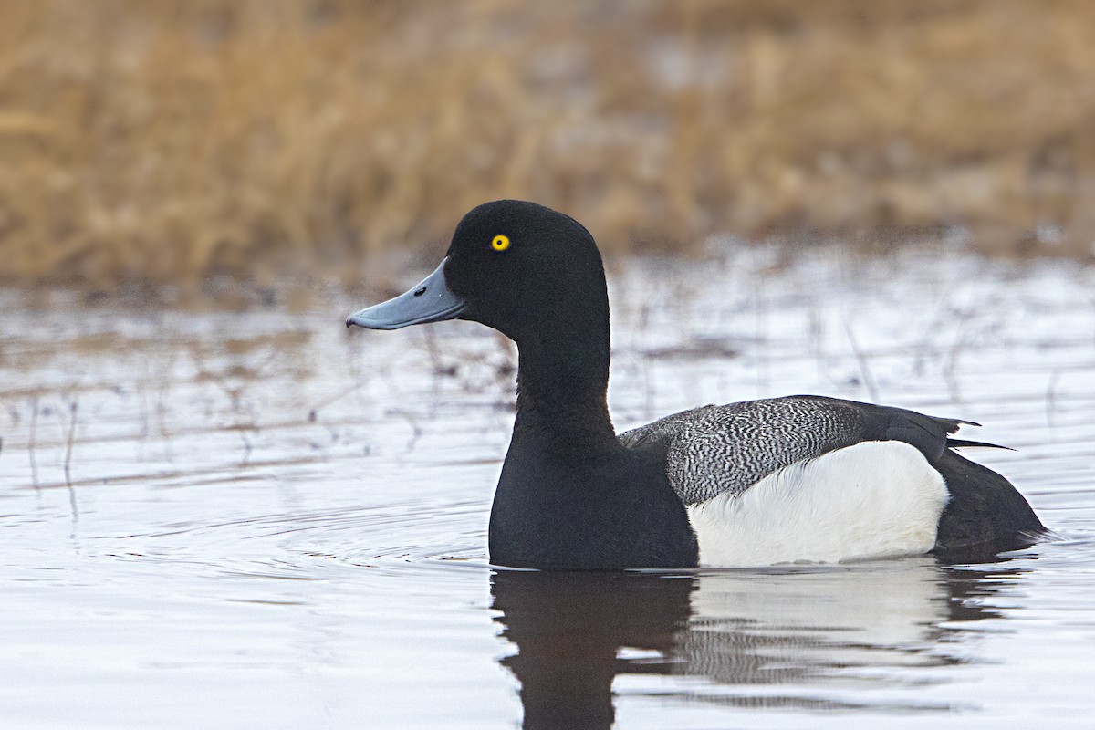 Greater Scaup - ML106611691