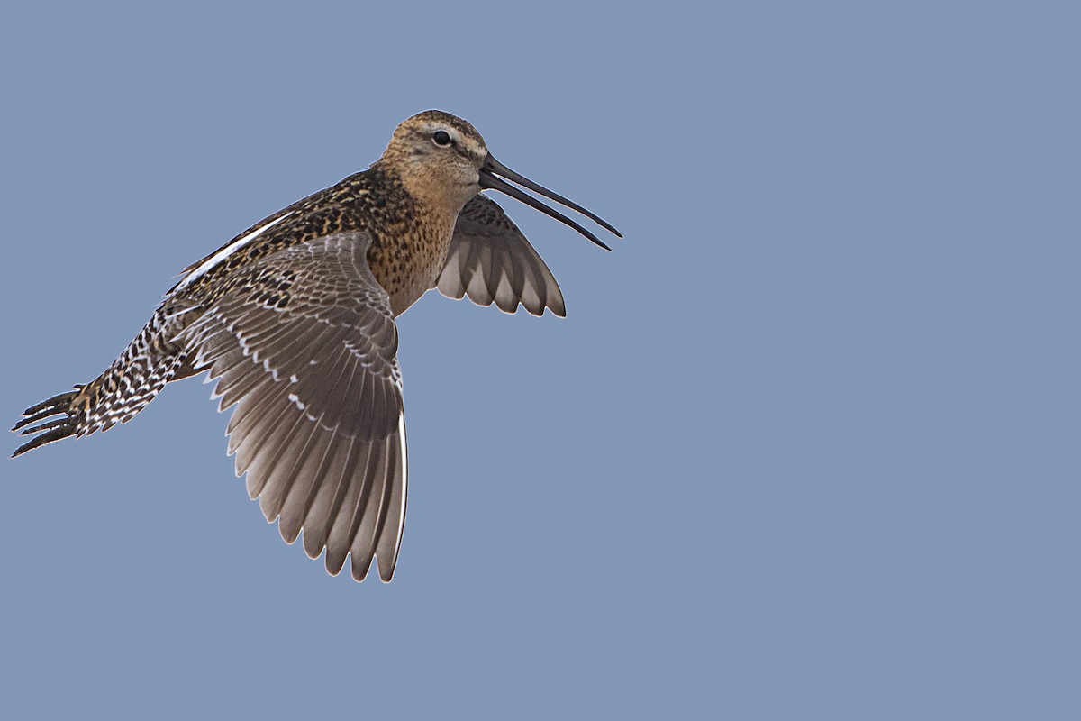 Long-billed Dowitcher - ML106612101