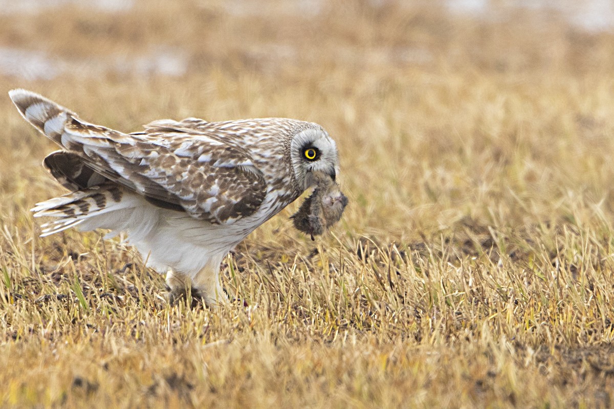 Short-eared Owl - ML106612781