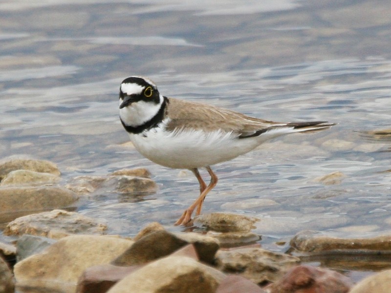 Little Ringed Plover (curonicus) - ML106615671