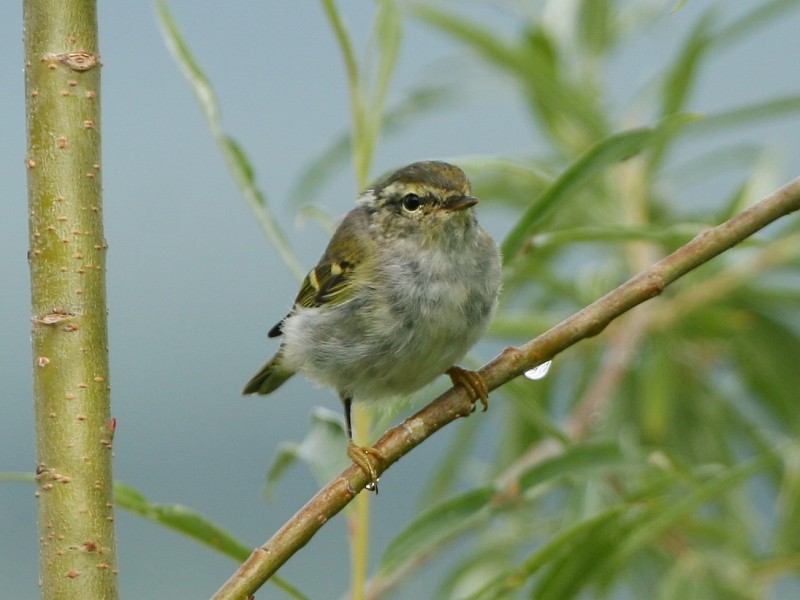 Yellow-browed Warbler - ML106615691