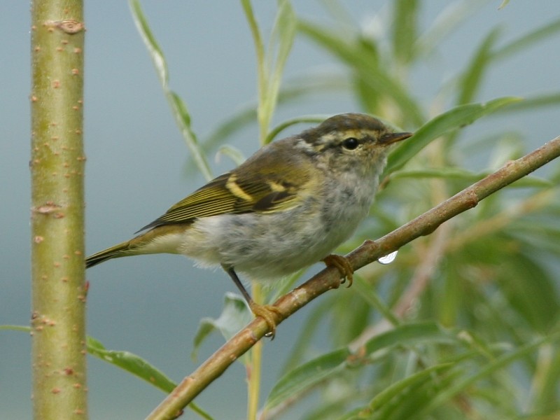 Yellow-browed Warbler - ML106615701
