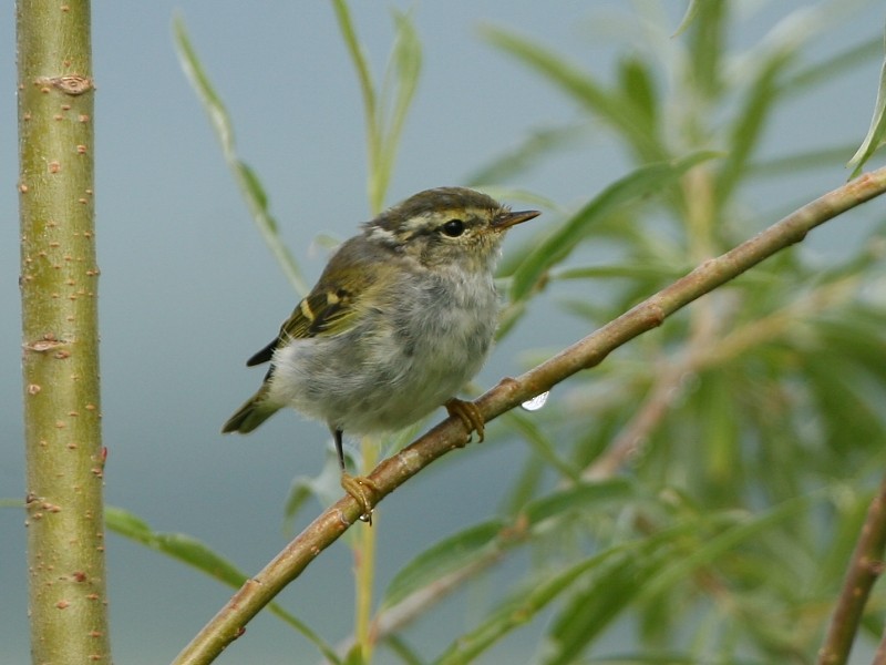 Yellow-browed Warbler - ML106615711
