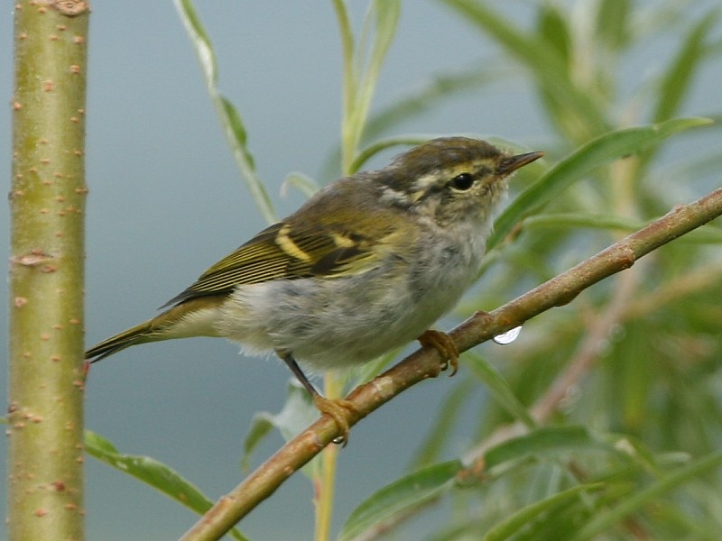 Yellow-browed Warbler - ML106615721