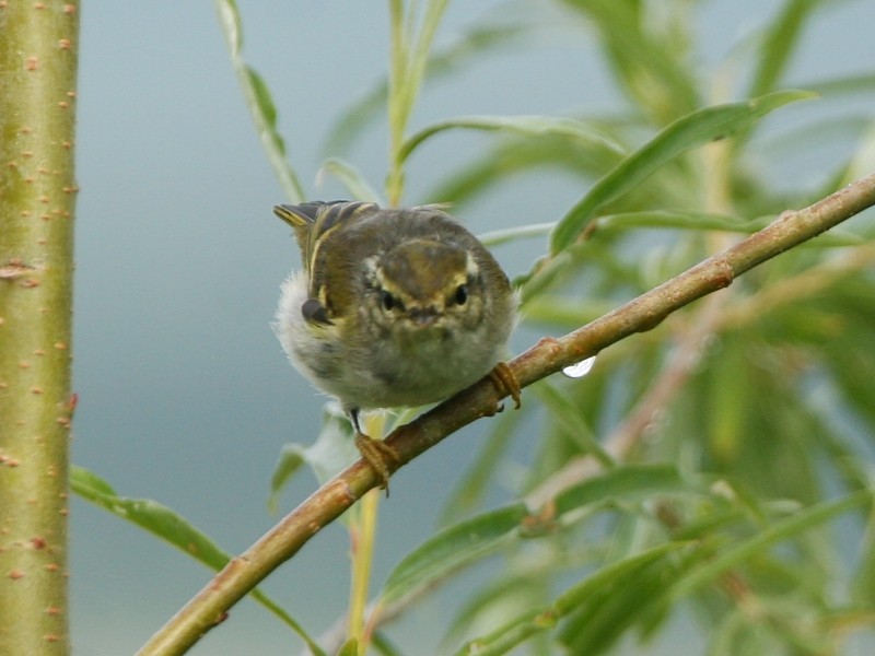 Yellow-browed Warbler - ML106615731
