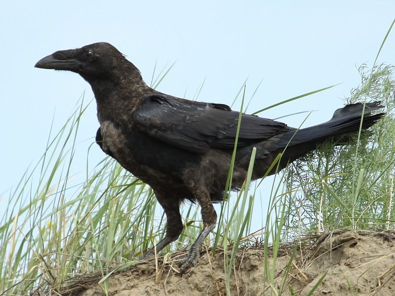 Common Raven - ML106617901