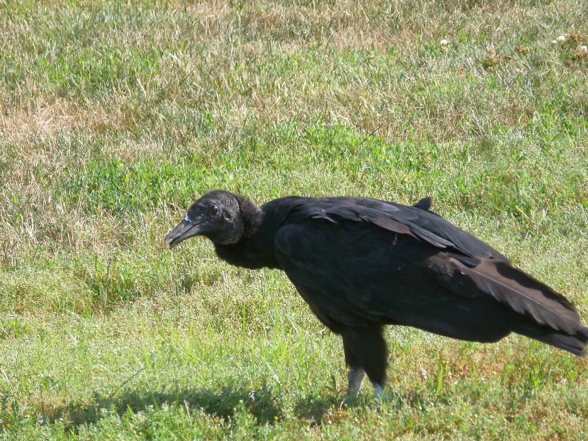 Black Vulture - ML106619111