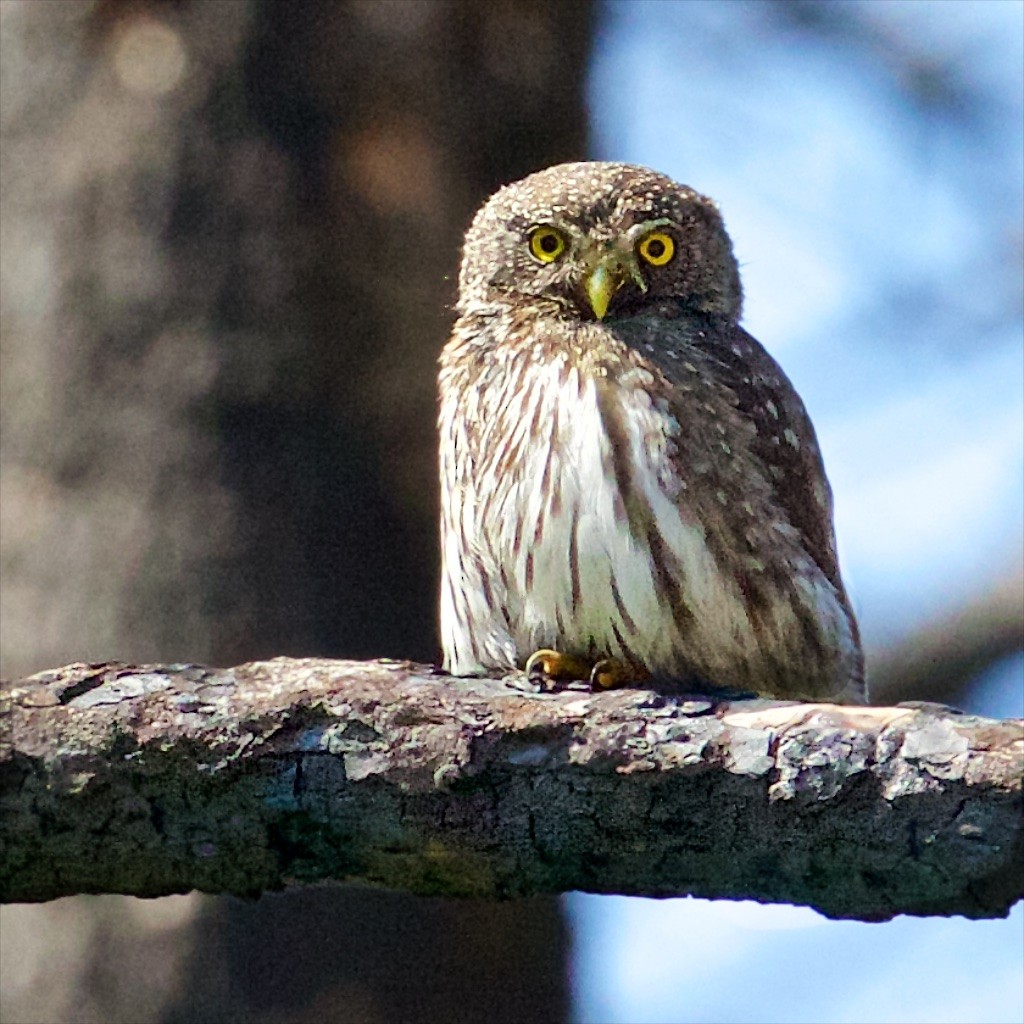 Northern Pygmy-Owl - Ed Harper