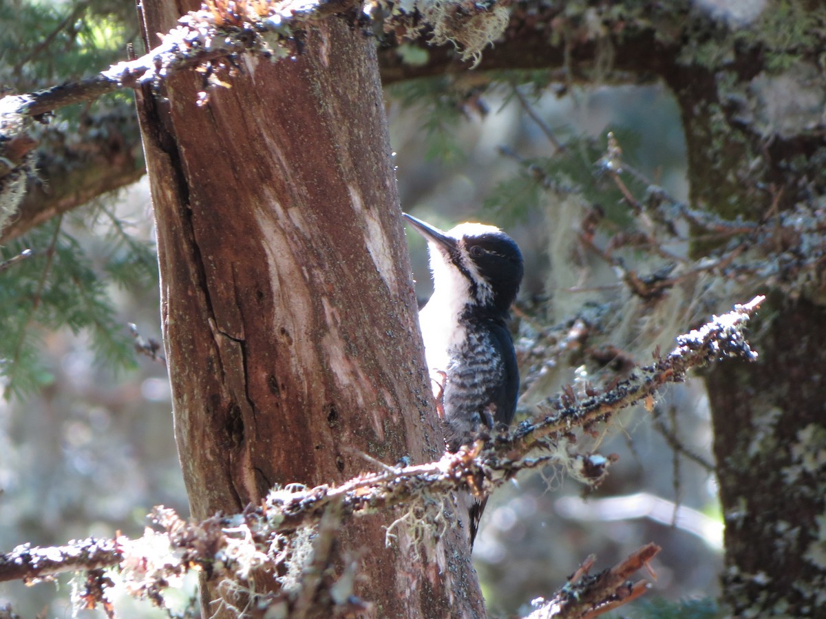 Black-backed Woodpecker - ML106621981