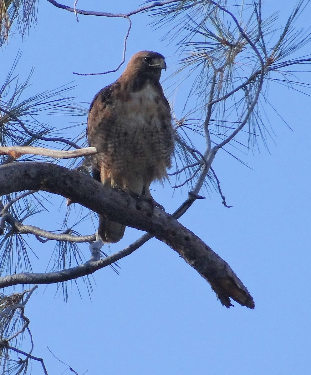 Red-tailed Hawk - ML106624961