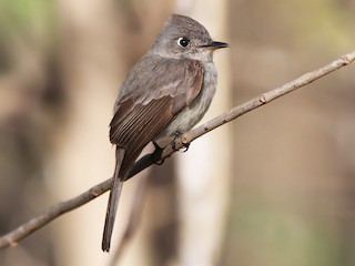  - Cuban Pewee