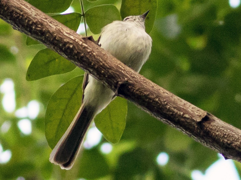 Jamaican Elaenia - eBird