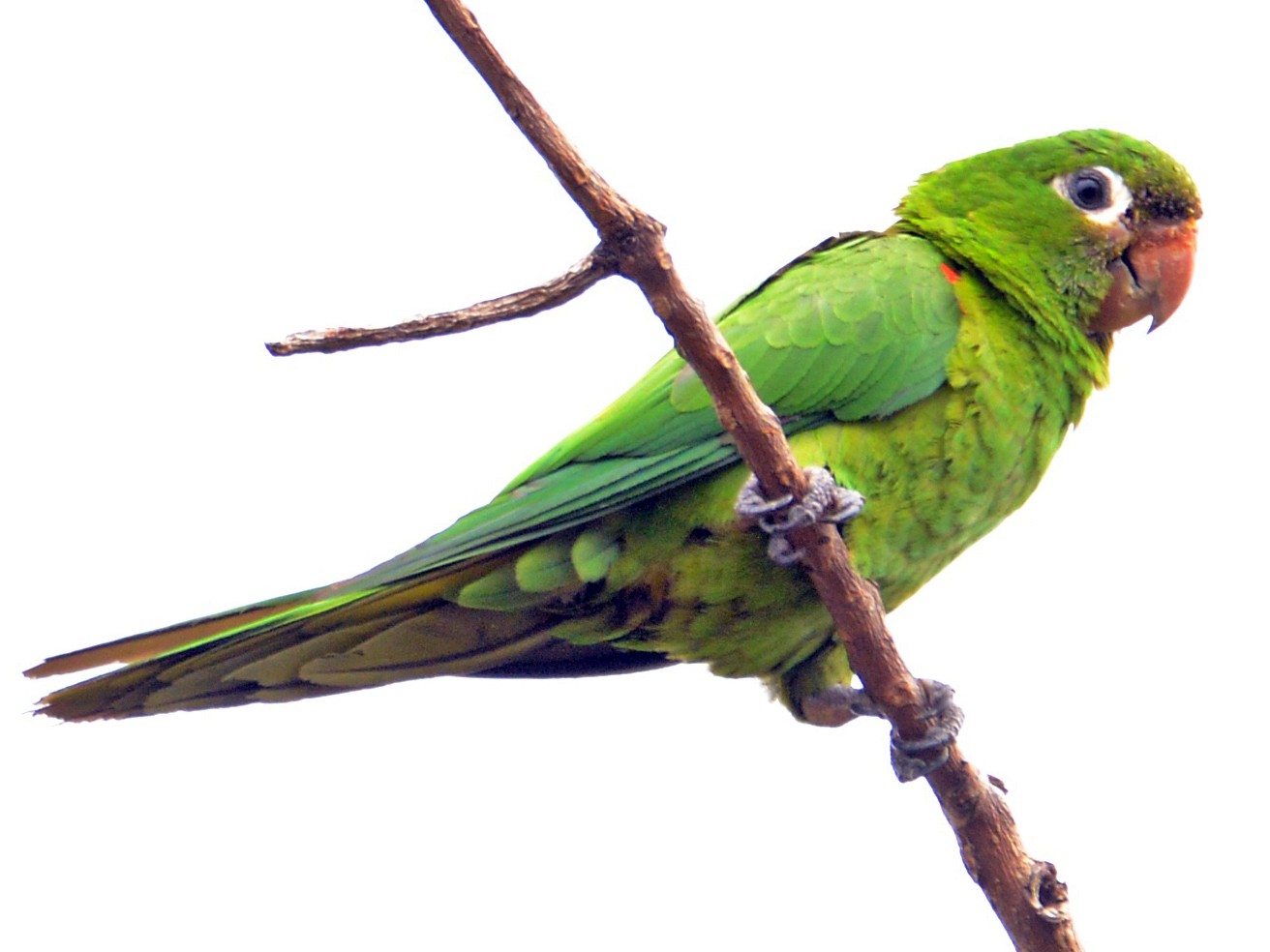 アカガタミドリインコ Ebird