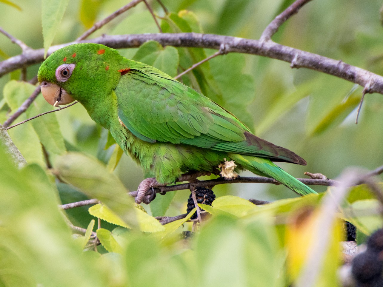 Cuban Parakeet - Jean-Sébastien Guénette