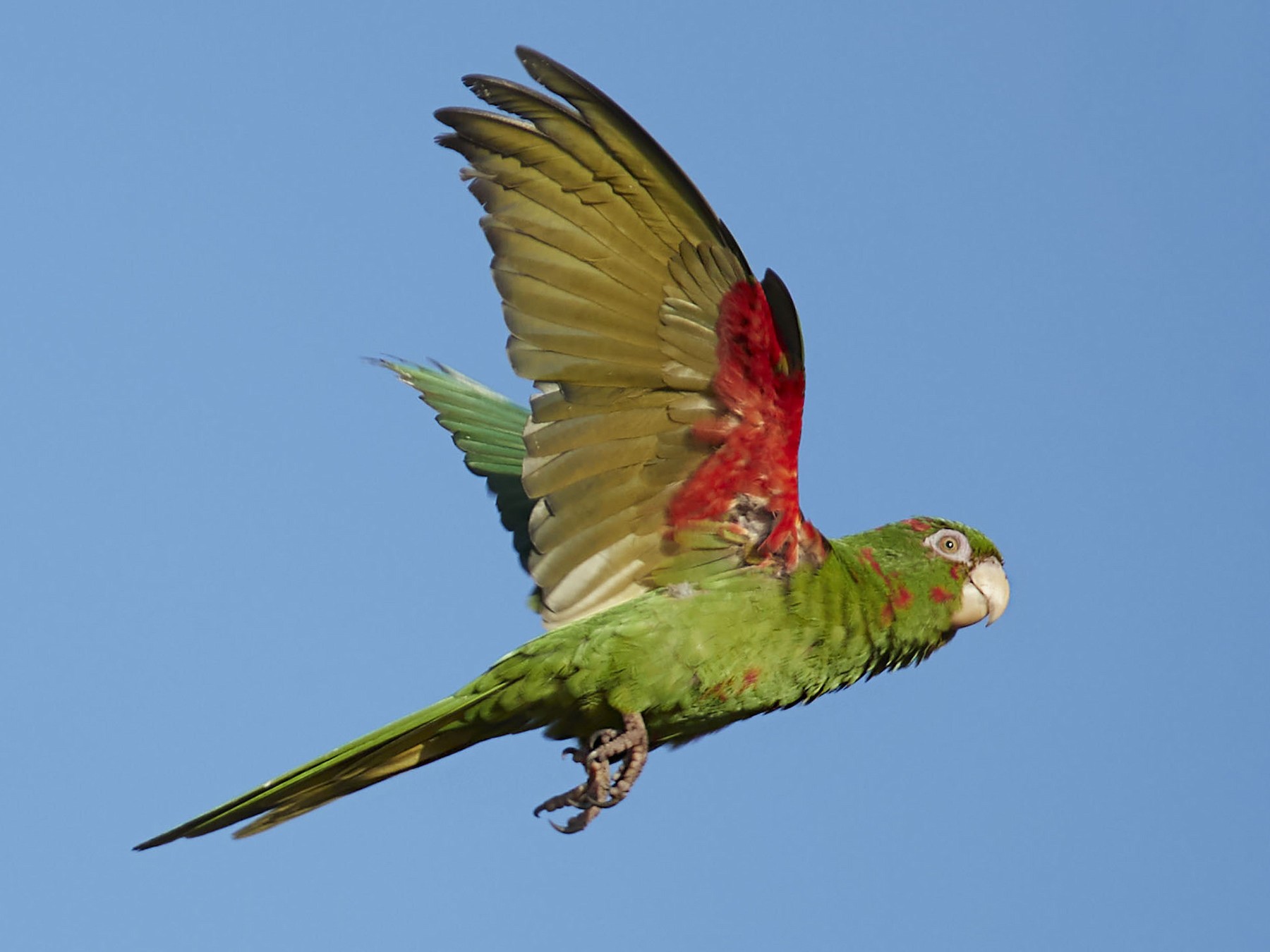 Cuban Parakeet - Arturo Kirkconnell Jr