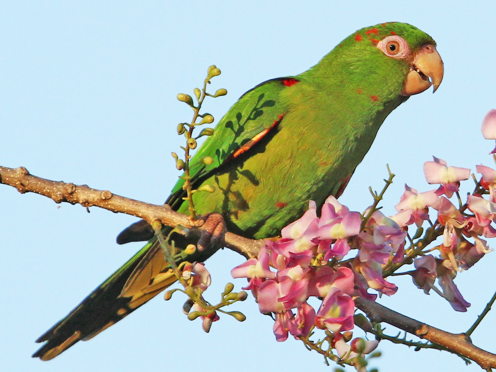 Cuban Parakeet - Christoph Moning