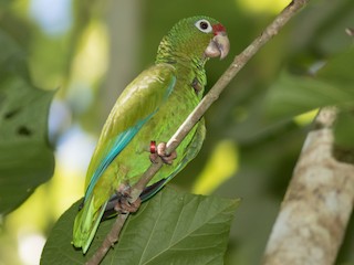 Puerto Rican Amazon - Amazona vittata - Birds of the World