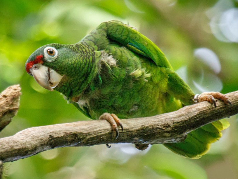 Puerto Rican Amazon Parrot