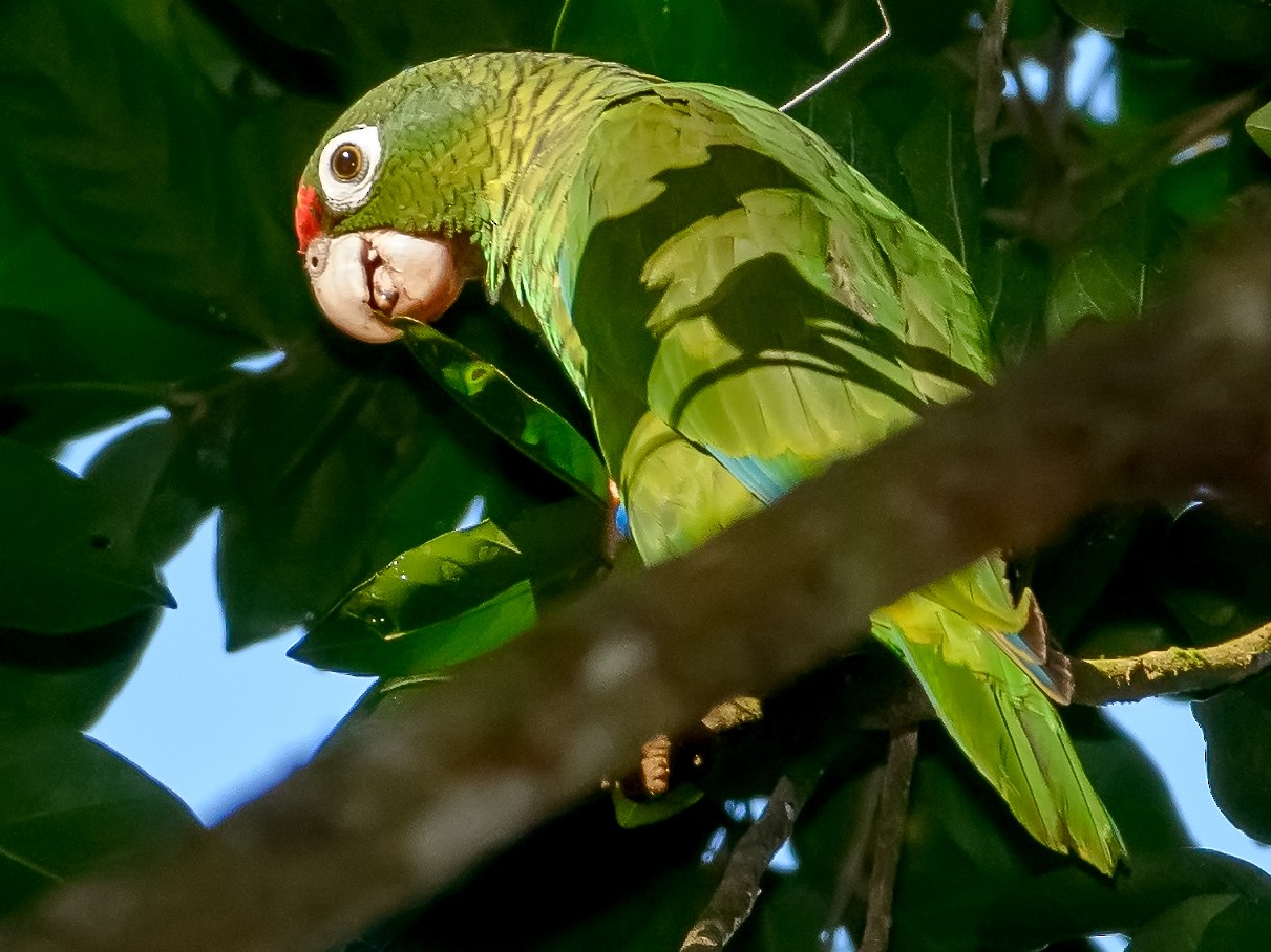 Puerto Rican Parrot - Benny Diaz