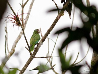  - Puerto Rican Amazon