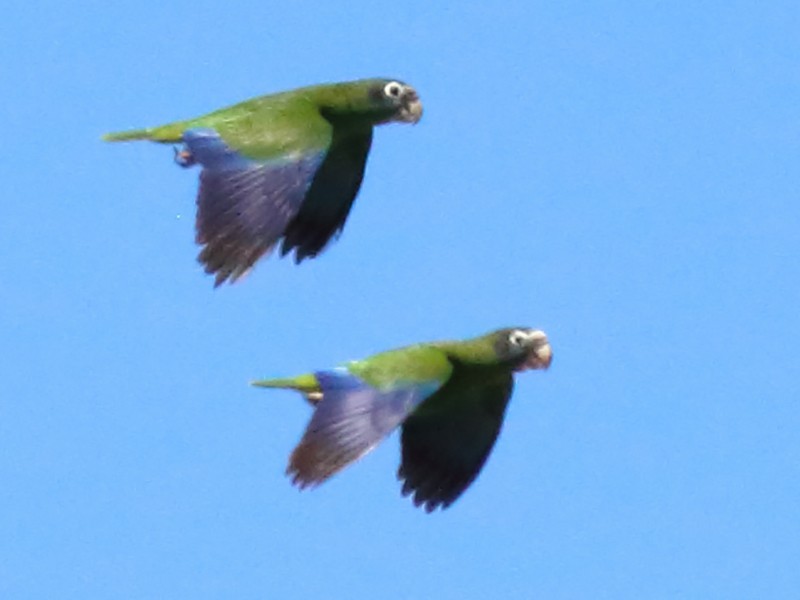 Hispaniolan Parrot - Rick Folkening