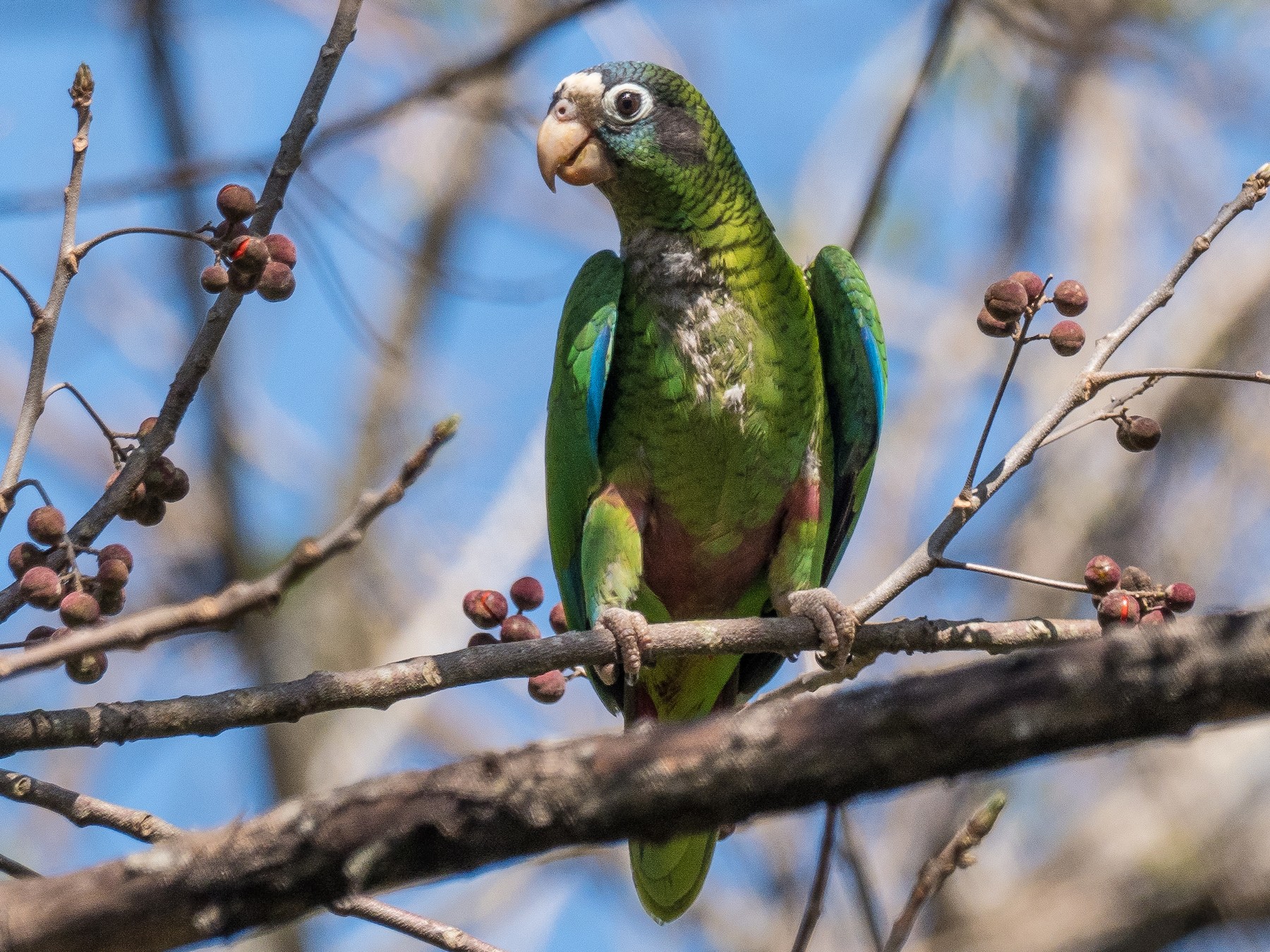 Cotorra de la Española - eBird