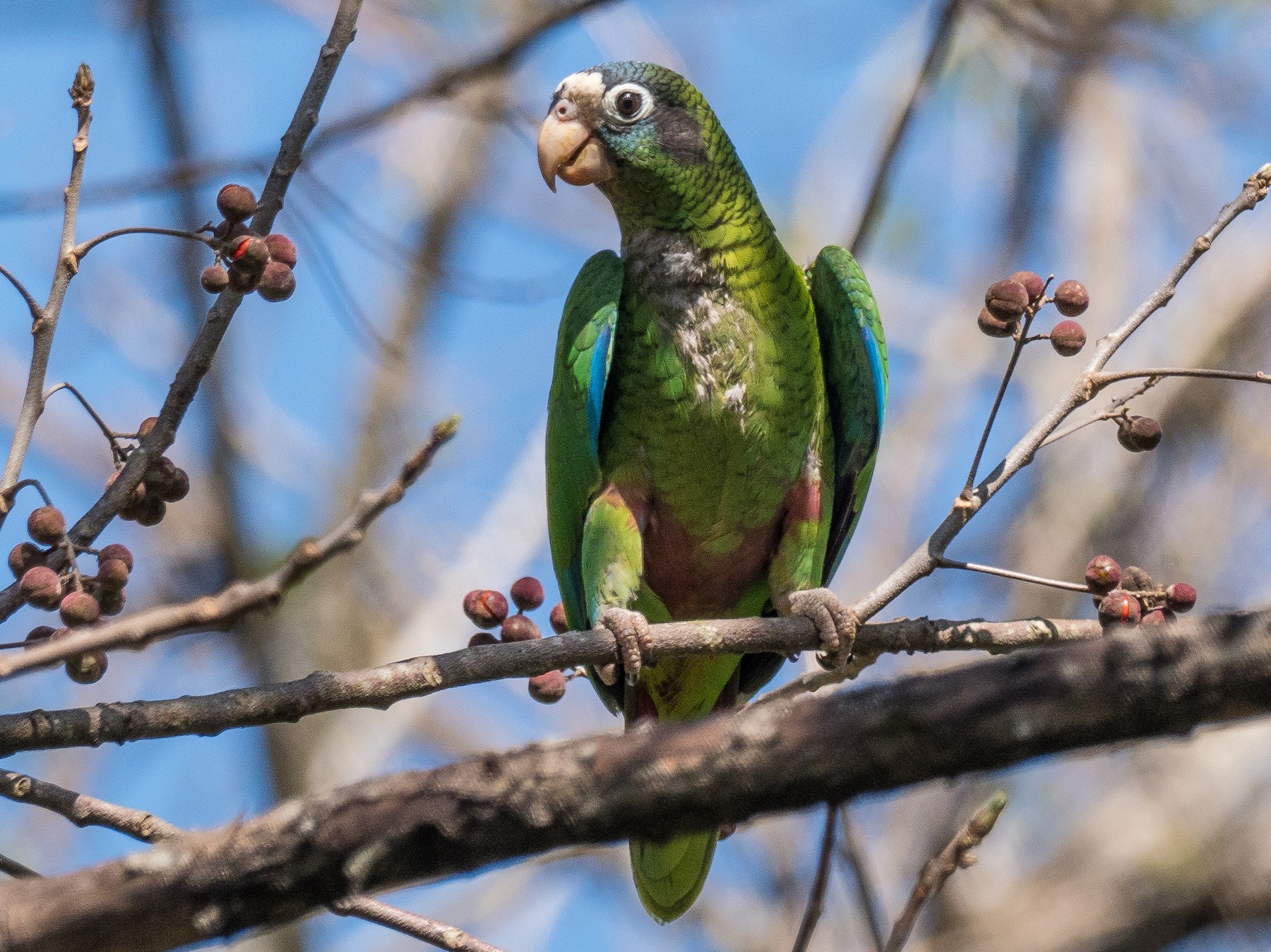 Hispaniolan Parrot - James Moore (Maryland)