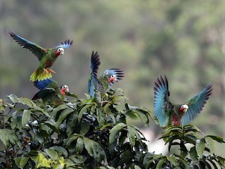  - Cuban Parrot