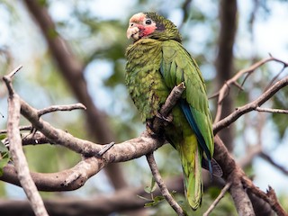  - Cuban Parrot