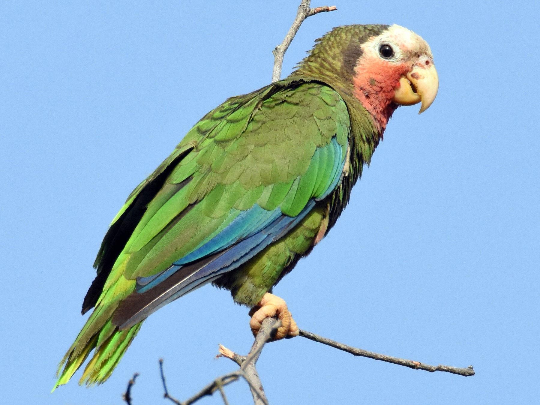Cuban Parrot - Andrew Dobson
