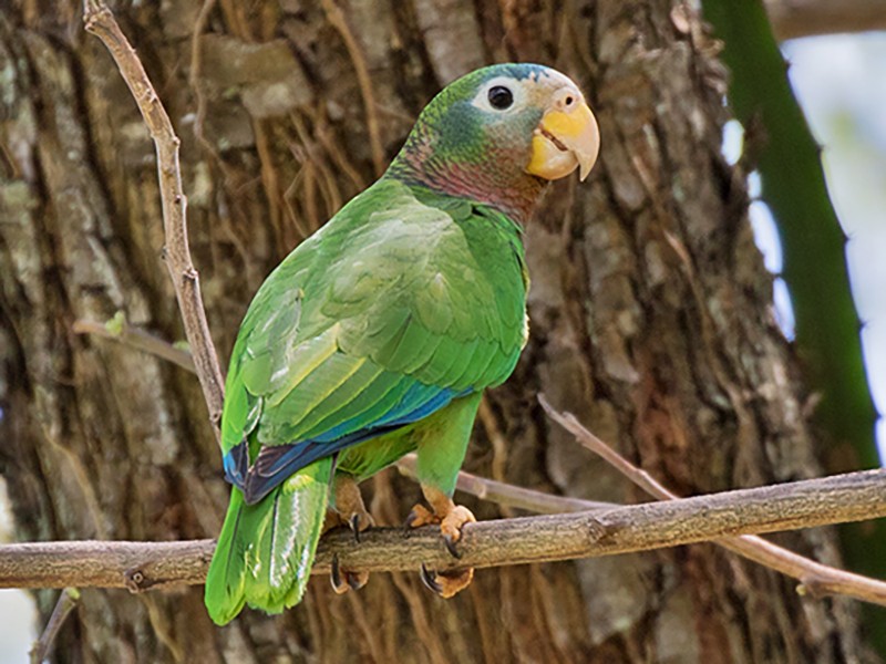 yellow and green parrots