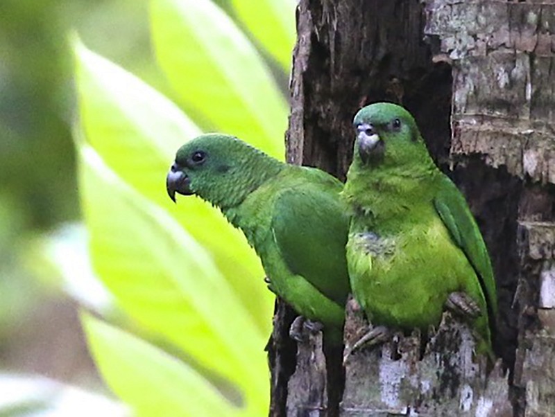 Black-billed Parrot - Knut Hansen