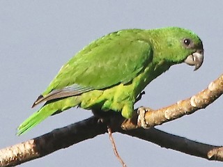  - Black-billed Parrot