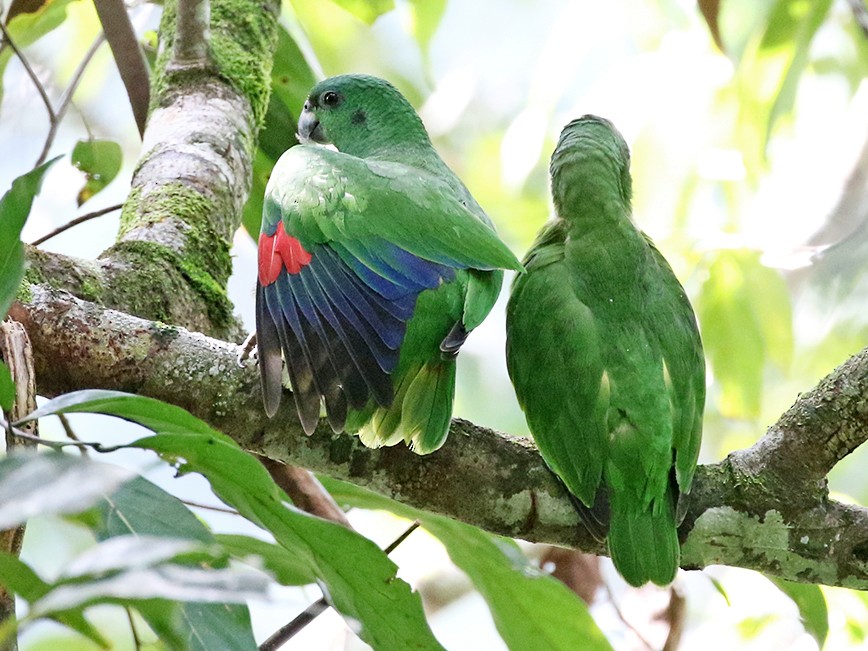 Black-billed Parrot - Charley Hesse TROPICAL BIRDING