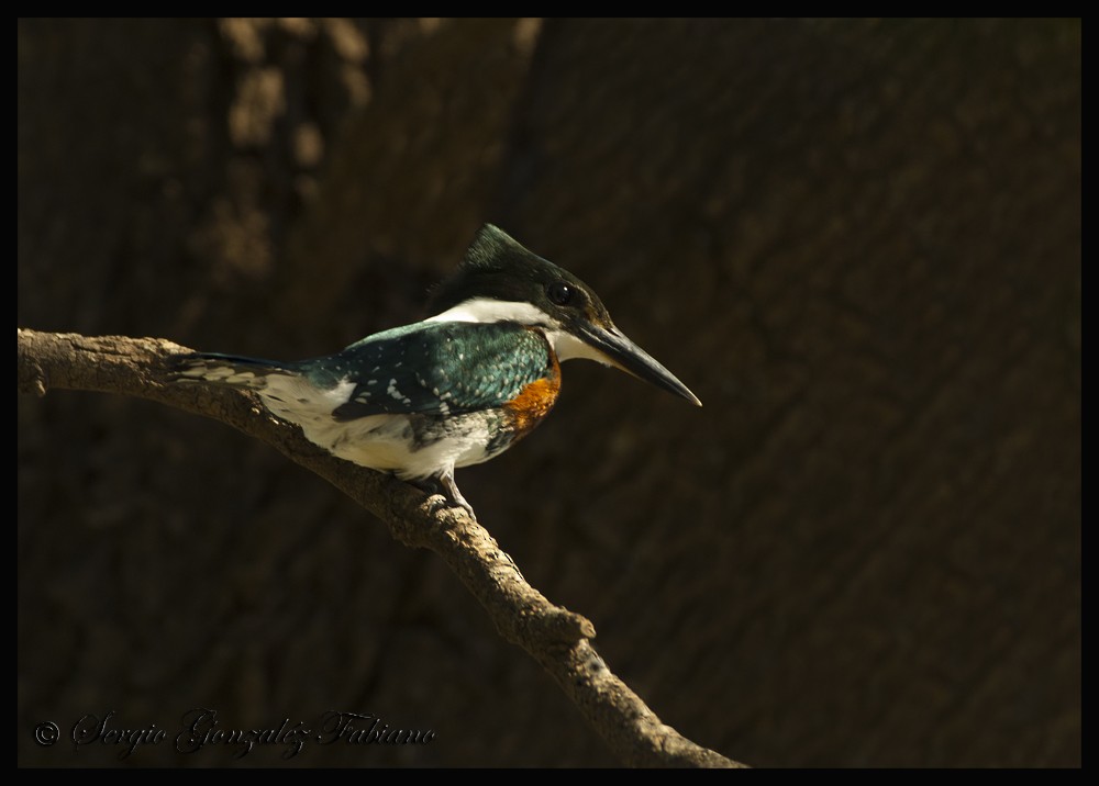 Green Kingfisher - Sergio González Fabiano