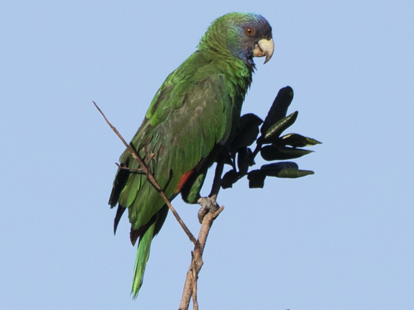 Red store necked parakeet