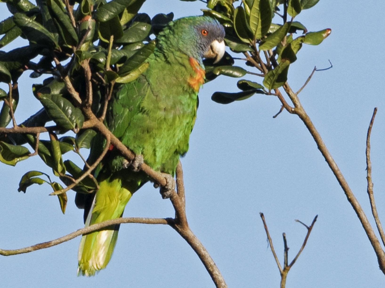 Red-necked Parrot - Brian Sullivan