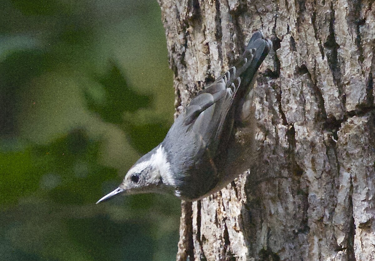 White-breasted Nuthatch - ML106631951